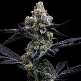 Garlic Cookies de Barney's Farm