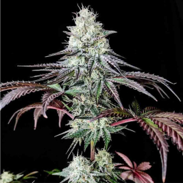 Garlic Cookies Pure Instinto