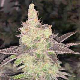 Garlic Cookies