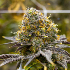 Gelato #33