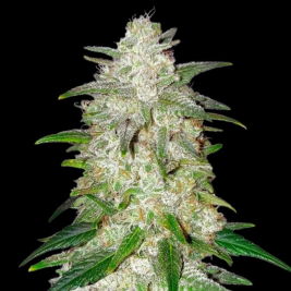 Gelato XXL Auto