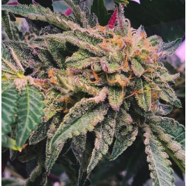 gelato_33_x_watermelon_zkittlez.jpeg