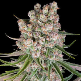 GMO Auto