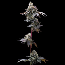 GMO Cookies Feminizada de Barney´s Farm