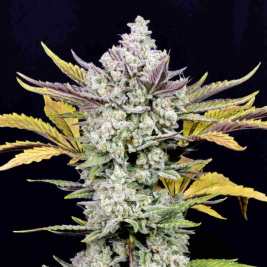 Gorilla Cookies Auto