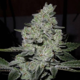 Gorilla Glue 4 - Semillas de marihuana a granel