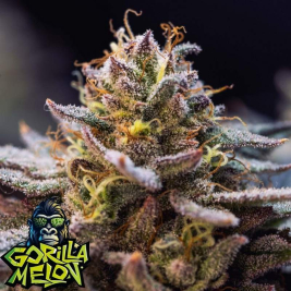 Gorilla Melon de Fast Buds
