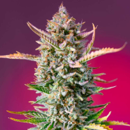 Gorilla Sherbet F1 Fast Version