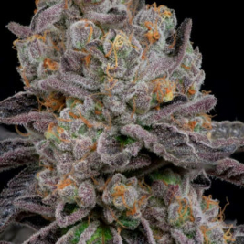 grape-dosi-v2-cannarado.jpg