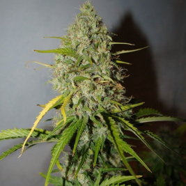 grapefruit-auto4.jpeg