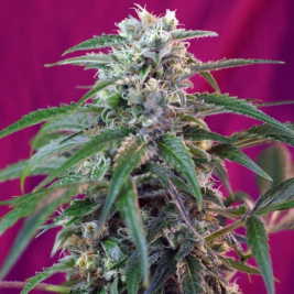 green-poison-auto-sweet-seeds2.jpg