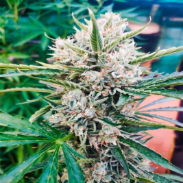 grinder-polinizador-magno-mix-plata_3_1_.jpg