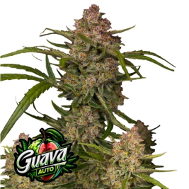 Guava Auto de Fast Buds