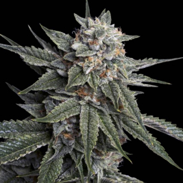 Holy Grail Kush de DNA Genetics