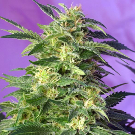 killer-kush-auto.jpg