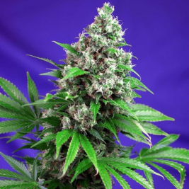 killer-kush-f1-fast-version_1.jpg
