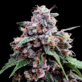lemon-18-dna-genetics.jpg