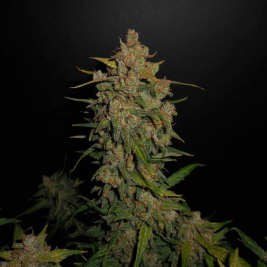 lemon-ak-auto_1_1.jpg
