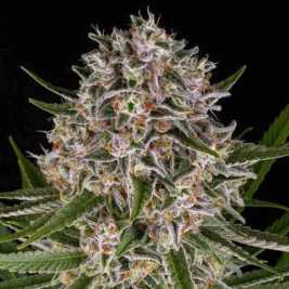 lemon-haze-auto1.jpg
