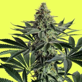 Lemon Storm
