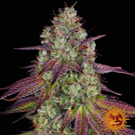 mimosa-evo1.jpg