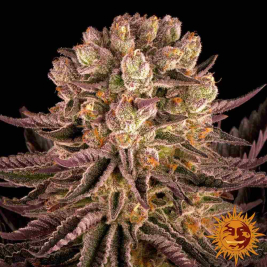 Mimosa X Orange Punch