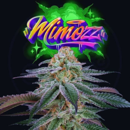 Mimozz (Mimosa x Peach Ozz)