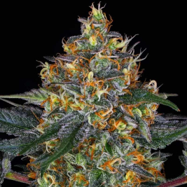 Moby Dick Auto Barneys Farm