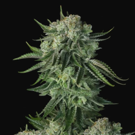Moby Dick Auto