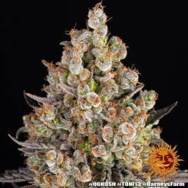 OG Kush Auto