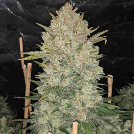OG Kush Auto