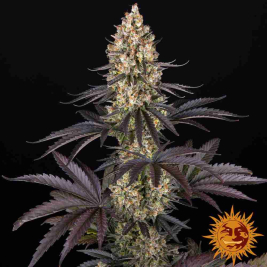 OG Kush