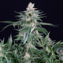 orange-juice6_1_.jpg