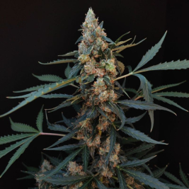 Northern Lights Auto ✅ de Fast Buds
