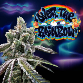 Over the Rainbow (Peach Ozz x Zaïzaï)