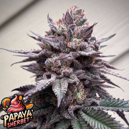 Papaya Sherbet Feminizada de Fast Buds