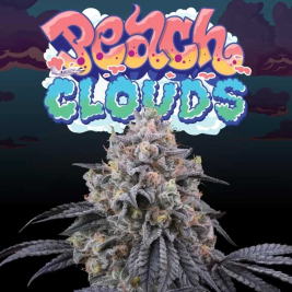 Peach Clouds Feminizada de Perfect Tree
