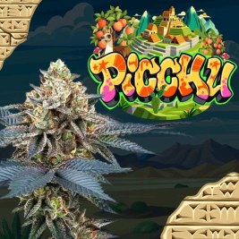 Picchu (Bingsu x Peach Ozz)