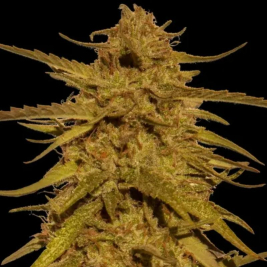 Pineapple Haze Regular