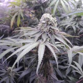 pineapple-sorbet_1_.jpg