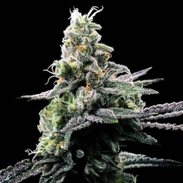 Purple Kosher de DNA Genetics