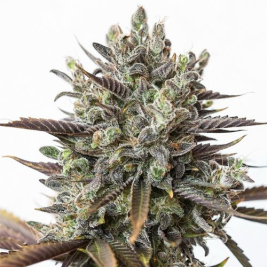 purple-orange-cbd_1_1_.jpg