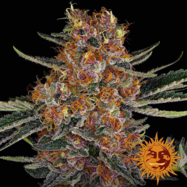 Purple Punch Auto de Barney's Farm