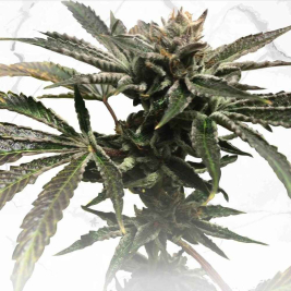 purple-tangie-x-birthday-cake1_1.jpg