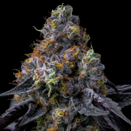 Rainbow Sherbert de Barney's Farm