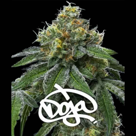 RS11 X Banana OG