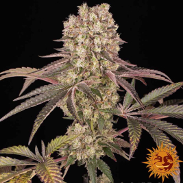 runtz-muffin-barneys-farm4.jpg