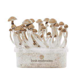 Setas Camboyanas - Pan de Setas 100% Micelio