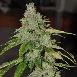 SFV OG Kush