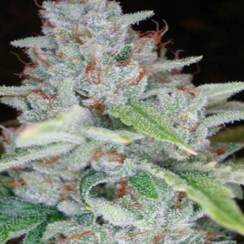 skywalker-kush-dna-genetics_1.jpg